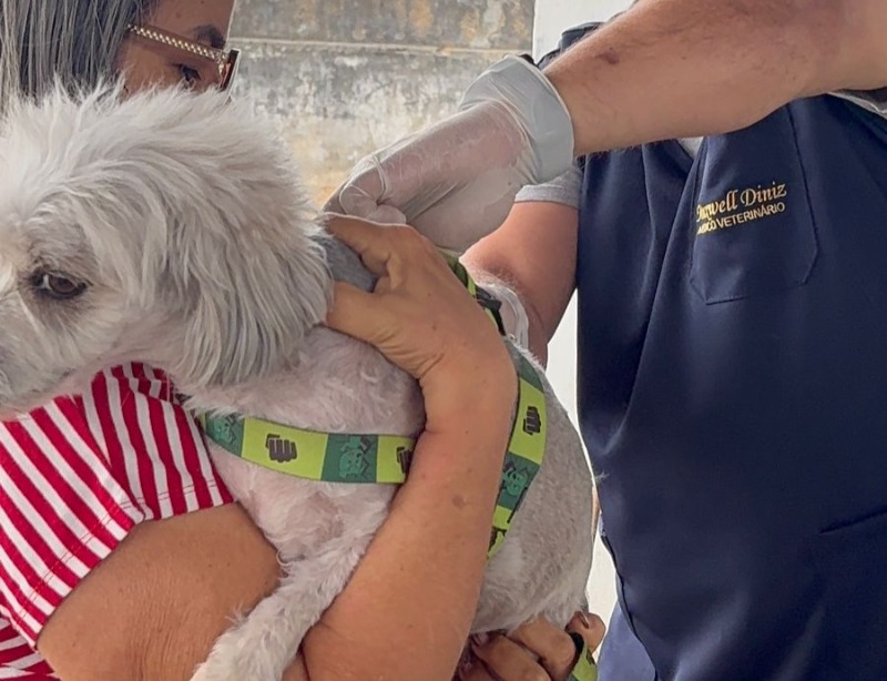 Dia D de vacinao antirrbica garante imunizao para 500 animais na cidade