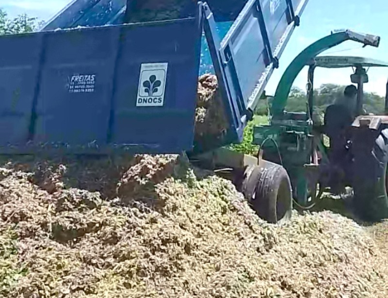 Secretaria de Agricultura auxilia criadores de animais com produ��o de 150 toneladas de silagem